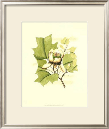 Tulip Tree Blossom by Silva Pricing Limited Edition Print image