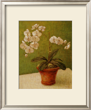 White Orchids In Pot Ii by Tim Coffey Pricing Limited Edition Print image