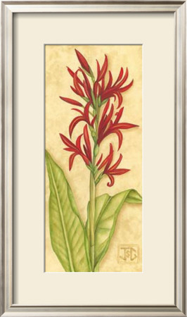Red Canna by Jennifer Goldberger Pricing Limited Edition Print image