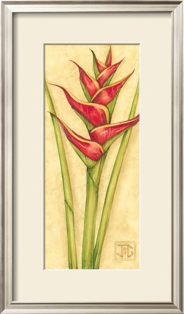 Red Heliconia by Jennifer Goldberger Pricing Limited Edition Print image
