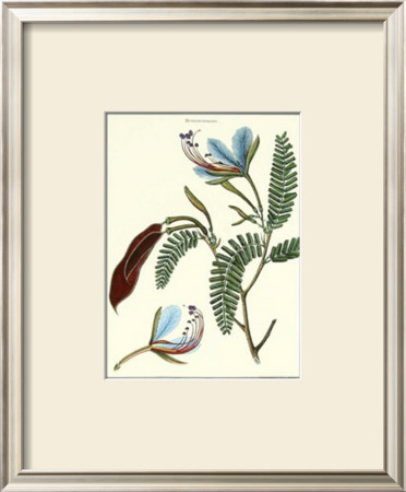 Flower: Heterostemon by Poiret Pricing Limited Edition Print image