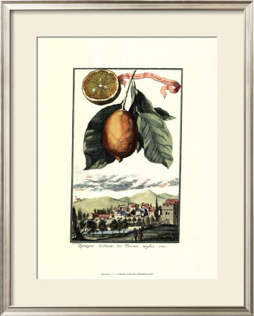 Lemon Of Scorza by Johann Christof Volckamer Pricing Limited Edition Print image