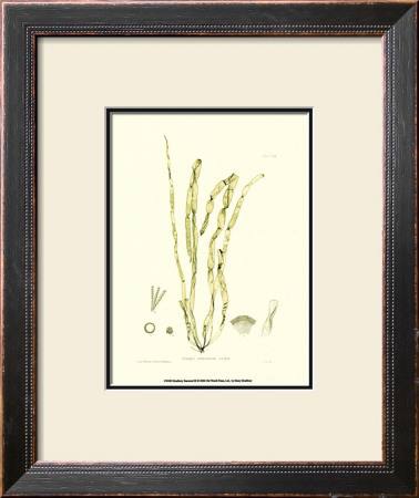 Seaweed Iii by Henry Bradbury Pricing Limited Edition Print image