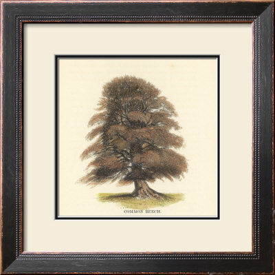 Common Beech by Samuel Williams Pricing Limited Edition Print image