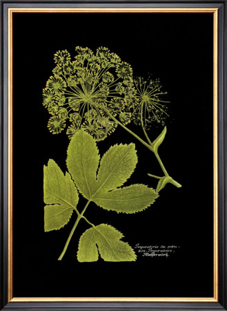 Weinmann Botanical On Black Iv by Johann Wilhelm Weinmann Pricing Limited Edition Print image