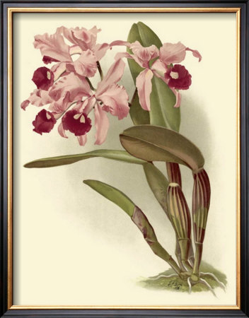 Dramatic Orchid Iii by H.G. Moon Pricing Limited Edition Print image