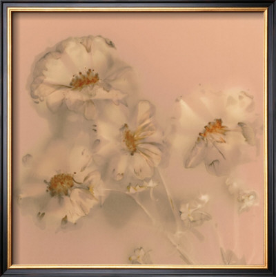 Ghost Flowers I by Amy Trebella Pricing Limited Edition Print image