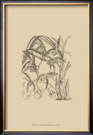 Black And White Curtis Orchid I by Samuel Curtis Pricing Limited Edition Print image