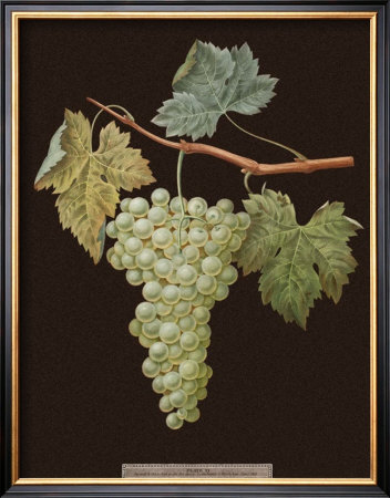 Brookshaw White Grapes by George Brookshaw Pricing Limited Edition Print image
