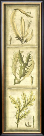 Exotic Seaweed Panel I by Nancy Slocum Pricing Limited Edition Print image