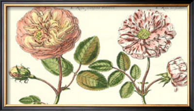 De Passe Roses Centifolia by Crispijn De Passe Pricing Limited Edition Print image