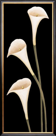 Calla Lilies On Black by Maria Girardi Pricing Limited Edition Print image