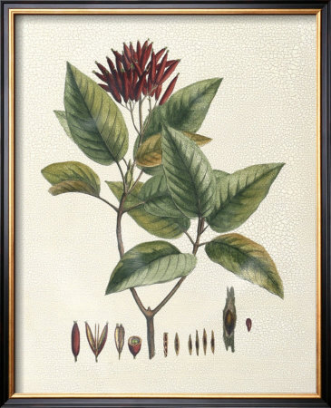 Crimson Botanical Iv by Hierseman Pricing Limited Edition Print image