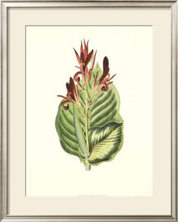 Tropical Canna Iv by Van Houtt Pricing Limited Edition Print image