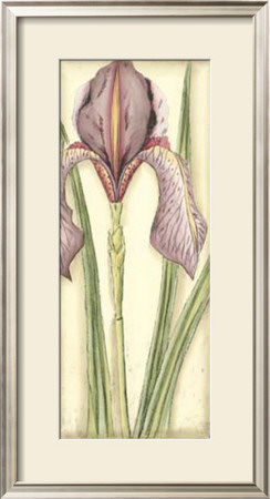 Becky's Iris I by Chariklia Zarris Pricing Limited Edition Print image