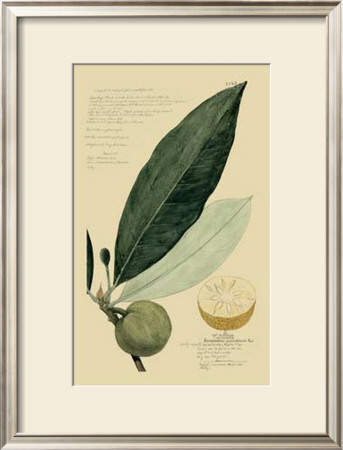 Tropical Fruits Iii by A. Descubes Pricing Limited Edition Print image