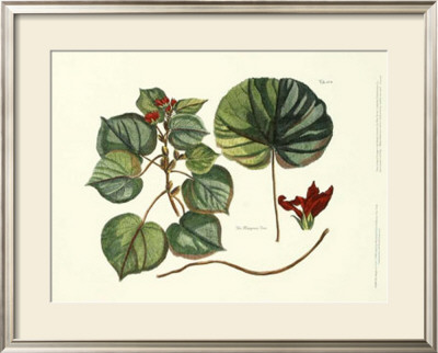 The Mangrove Tree by Sir Hans Sloane Pricing Limited Edition Print image