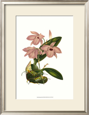 Blushing Orchids Iii by Van Houtt Pricing Limited Edition Print image