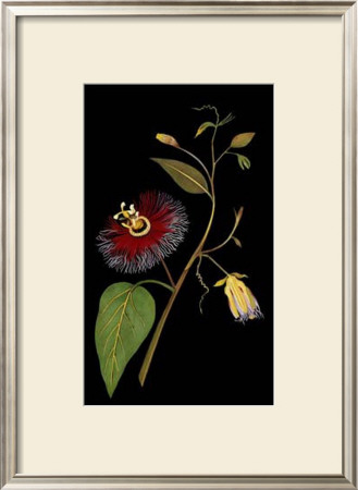 Exotic Beauty Iii by Jaggu Prasad Pricing Limited Edition Print image