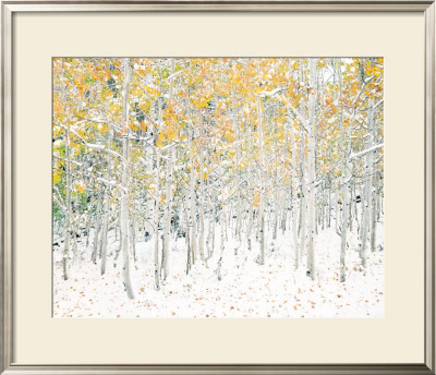 Quaking Aspens by Shelley Lake Pricing Limited Edition Print image
