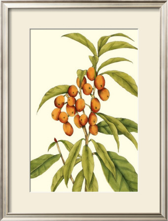 Tropical Fruit And Foliage I by Jennifer Goldberger Pricing Limited Edition Print image