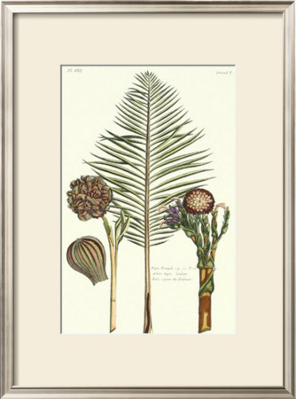 Exotic Palm Ii by Pierre-Joseph Buchoz Pricing Limited Edition Print image