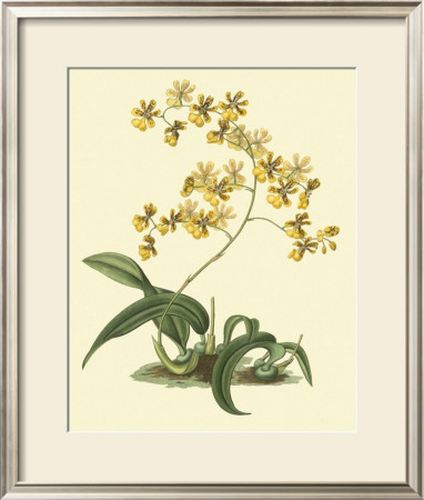 Antique Orchid Study I by Syndenham Edwards Pricing Limited Edition Print image