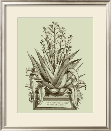Vintage Aloe Iv by Abraham Munting Pricing Limited Edition Print image