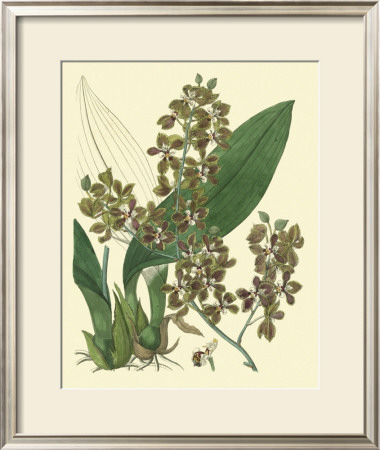 Antique Orchid Study Iii by Syndenham Edwards Pricing Limited Edition Print image