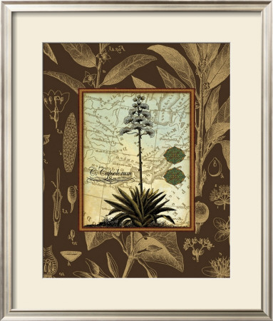 C. Capsolorum by Karl Rattner Pricing Limited Edition Print image