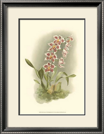 Orchid Garden Ii by H.G. Moon Pricing Limited Edition Print image