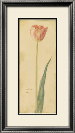 Botanical Tulipe by Danhui Nai Pricing Limited Edition Print image