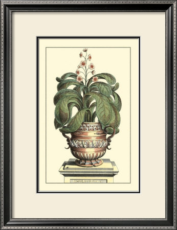 Antique Munting Aloe Ii by Abraham Munting Pricing Limited Edition Print image