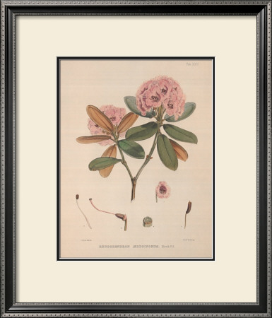 Aeruginosum by Joseph Dalton Hooker Pricing Limited Edition Print image