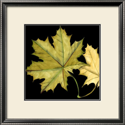Tandem Leaves Ii by Jennifer Goldberger Pricing Limited Edition Print image