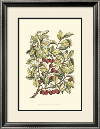 Cherry Tree Branch by Henri Du Monceau Pricing Limited Edition Print image