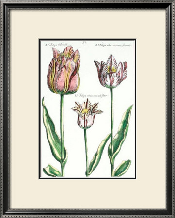 Tulipa I by Crispijn De Passe Pricing Limited Edition Print image