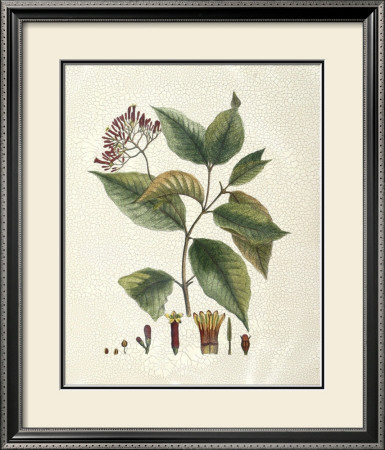 Crimson Botanical I by Hierseman Pricing Limited Edition Print image