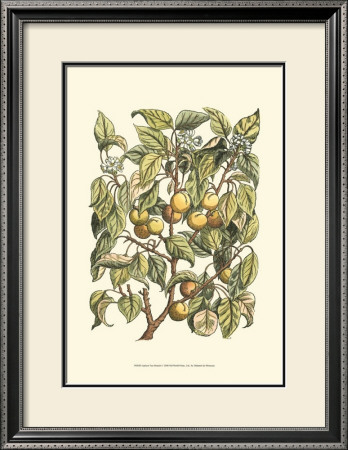Apricot Tree Branch by Henri Du Monceau Pricing Limited Edition Print image