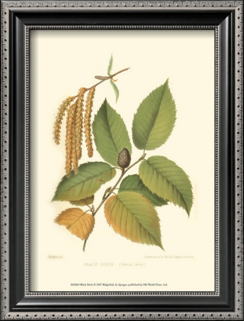 Black Birch by Sprague Pricing Limited Edition Print image