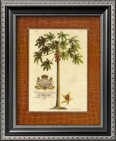 Papaya Palm by Georg Dionysius Ehret Pricing Limited Edition Print image