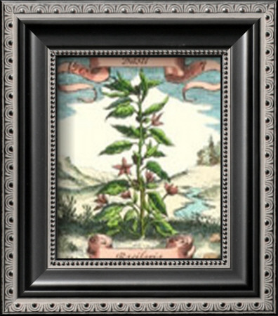 Basil by Johann Theodore De Bry Pricing Limited Edition Print image