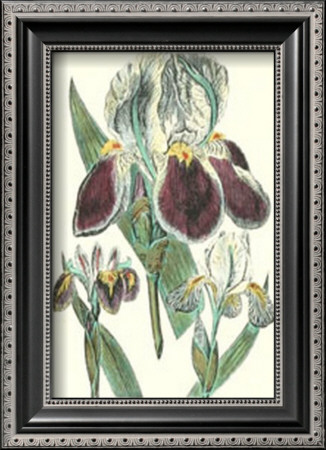 Iris by Sydenham Teast Edwards Pricing Limited Edition Print image