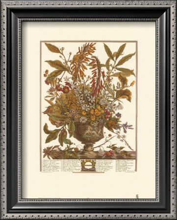 Twelve Months Of Flowers, 1730, January by Robert Furber Pricing Limited Edition Print image