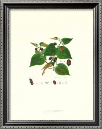 Mulberry Tree by John Miller (Johann Sebastien Mueller) Pricing Limited Edition Print image