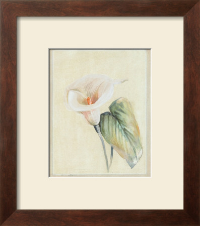 Calla Lily Ii by Paul Hargittai Pricing Limited Edition Print image