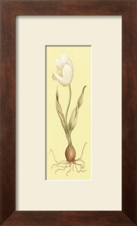 White Tulip With Bulb by Julio Sierra Pricing Limited Edition Print image