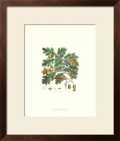 Oak Tree by John Miller (Johann Sebastien Mueller) Pricing Limited Edition Print image