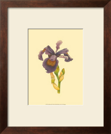 Iris Bloom Iii by M. Prajapati Pricing Limited Edition Print image