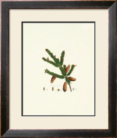 Spruce Fir Tree by John Miller (Johann Sebastien Mueller) Pricing Limited Edition Print image